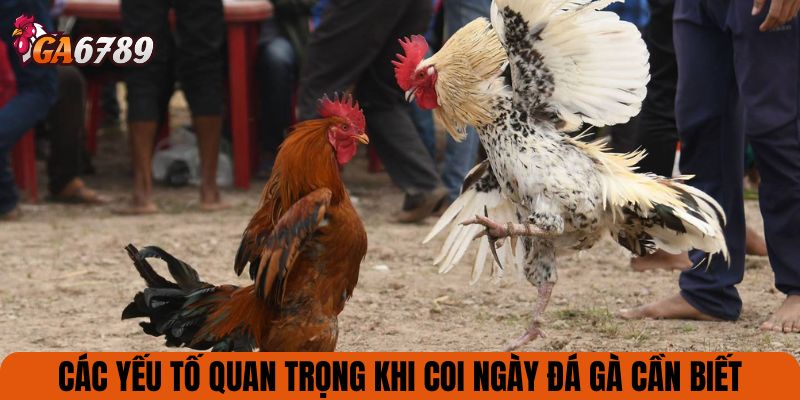 Các yếu tố quan trọng khi coi ngày đá gà cần biết