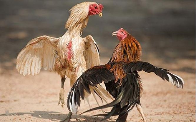 Cách chăm sóc gà chọi sau khi thi đấu hiệu quả