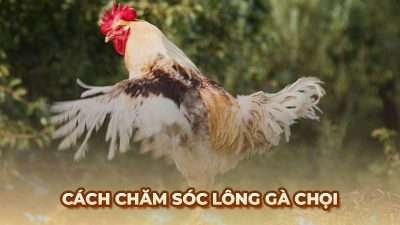 Cách chăm sóc lông gà đá và bảo vệ sức khỏe cho chiến kê