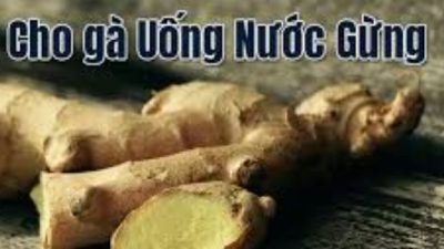 Công dụng và cách cho gà chọi uống nước gừng hiệu quả