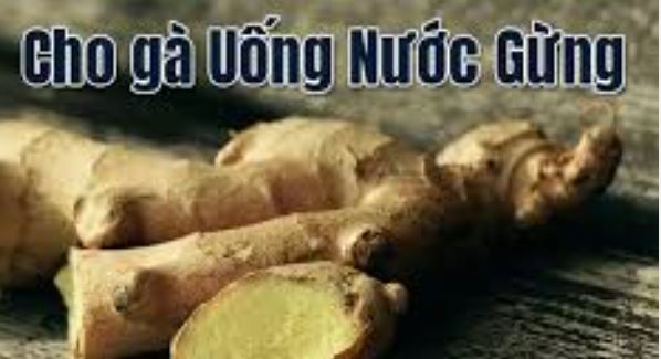 Công dụng và cách cho gà chọi uống nước gừng hiệu quả
