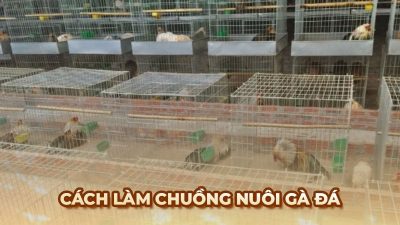 Cách làm chuồng nuôi gà đá tiện lợi từ kinh nghiệm của sư kê