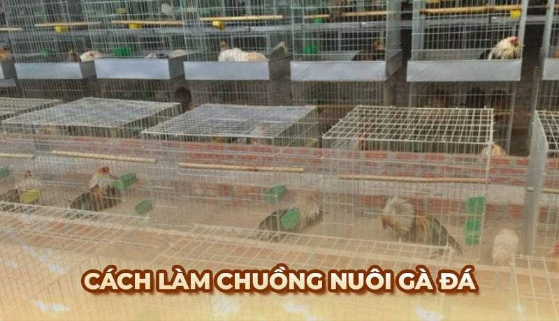 Cách làm chuồng nuôi gà đá tiện lợi từ kinh nghiệm của sư kê