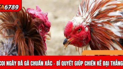 Bí quyết chọn ngày đá gà chuẩn xác để chiến kê giành chiến thắng