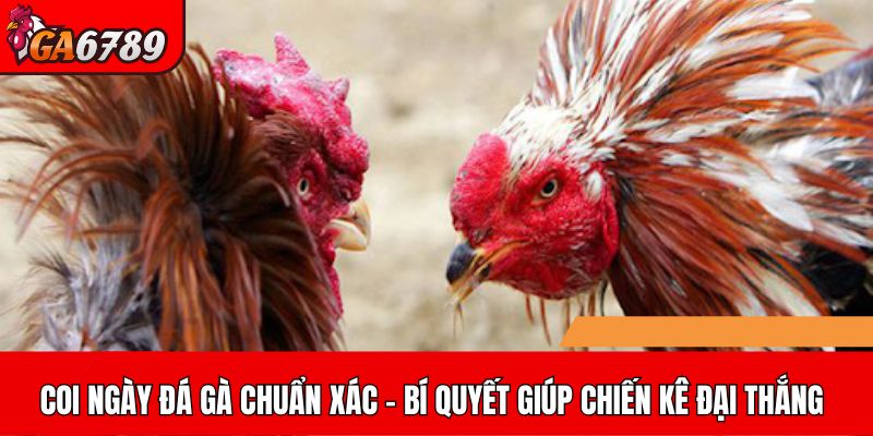 Bí quyết chọn ngày đá gà chuẩn xác để chiến kê giành chiến thắng