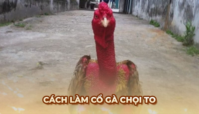 Phương pháp làm cổ gà chọi to đúng chuẩn kỹ thuật từ chuyên gia Ga6789