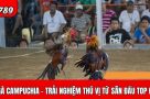 Khám phá đá gà Campuchia – Trải nghiệm độc đáo từ những sân đấu hàng đầu