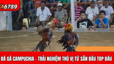 Khám phá đá gà Campuchia – Trải nghiệm độc đáo từ những sân đấu hàng đầu