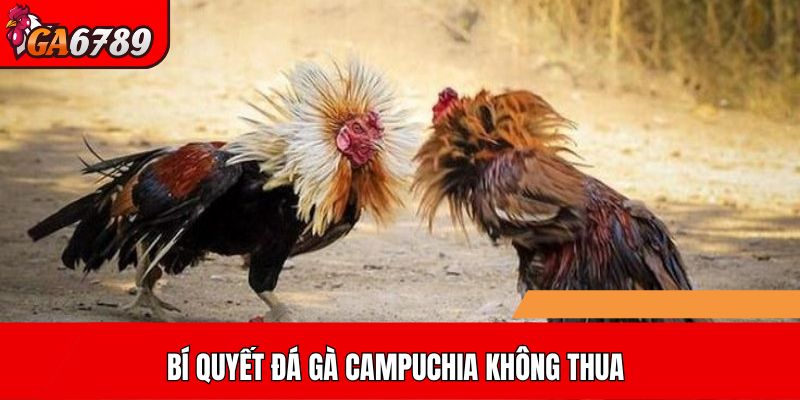 Bí quyết đá gà Campuchia không thua