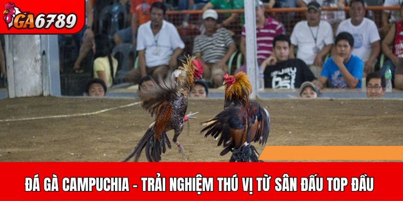 Khám phá đá gà Campuchia – Trải nghiệm độc đáo từ những sân đấu hàng đầu
