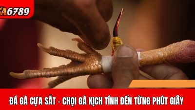 Đá gà cựa sắt – Trải nghiệm chọi gà đầy kịch tính