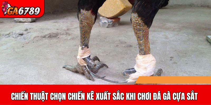 Chiến thuật chọn chiến kê xuất sắc khi chơi đá gà cựa sắt