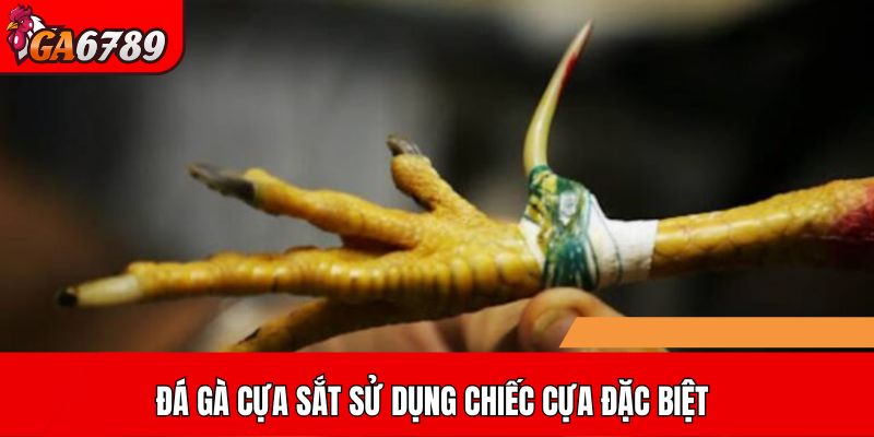 Đá gà cựa sắt sử dụng chiếc cựa đặc biệt