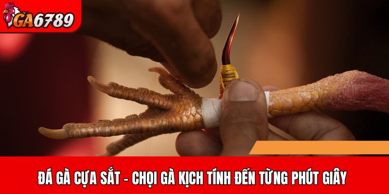 Đá gà cựa sắt – Trải nghiệm chọi gà đầy kịch tính