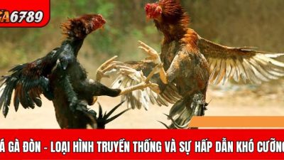 Đá gà đòn – Nét đẹp văn hóa và sức hấp dẫn khó cưỡng