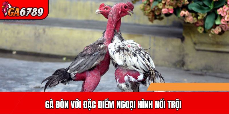 Gà đòn với đặc điểm ngoại hình nổi trội