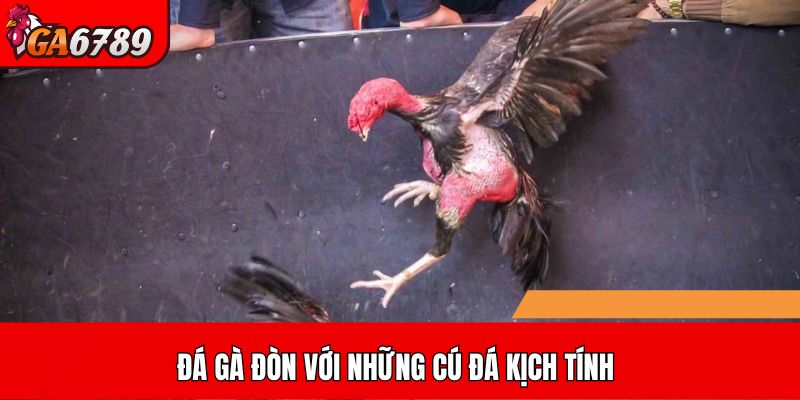 Đá gà đòn với những cú đá kịch tính