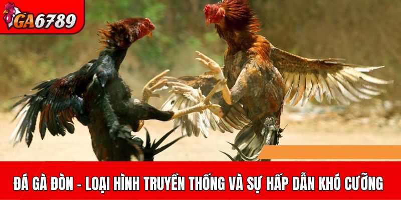 Đá gà đòn – Nét đẹp văn hóa và sức hấp dẫn khó cưỡng