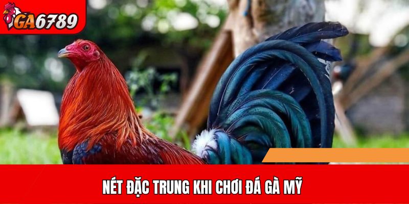 Nét đặc trưng khi chơi Đá gà Mỹ