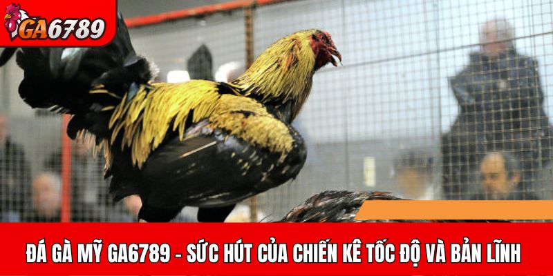 Sức hấp dẫn của đá gà Mỹ tại GA6789