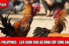 Khám phá đá gà Philippines – Trải nghiệm tuyệt vời cùng GA6789