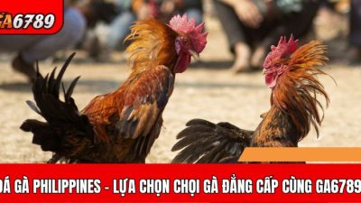 Khám phá đá gà Philippines – Trải nghiệm tuyệt vời cùng GA6789