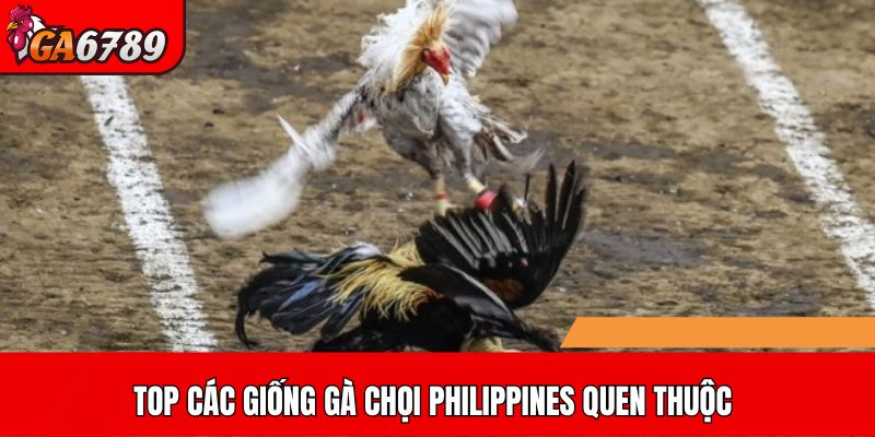 Top các giống gà chọi Philippines quen thuộc