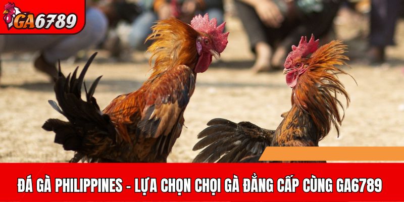 Khám phá đá gà Philippines – Trải nghiệm tuyệt vời cùng GA6789