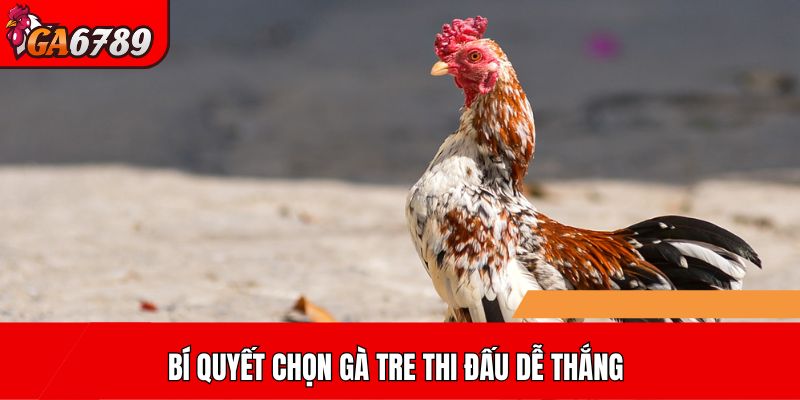 Bí quyết chọn gà tre thi đấu dễ thắng