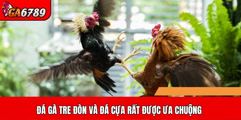 Đá gà tre đòn và đá cựa rất được ưa chuộng