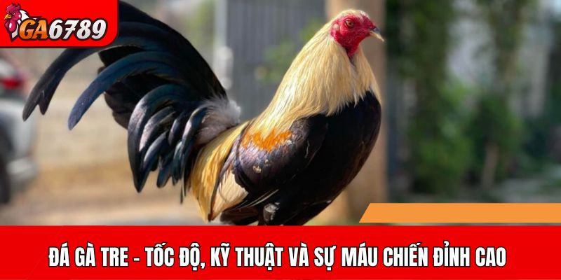 Gà tre và những trận đấu mãn nhãn