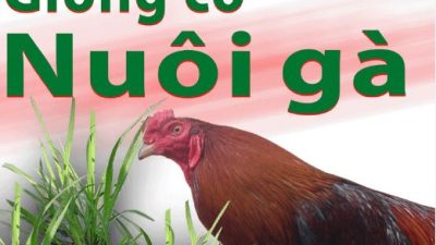 Gà thích ăn cỏ gì? Những loại cỏ phổ biến cho gà hiện nay