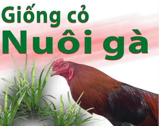 Gà thích ăn cỏ gì? Những loại cỏ phổ biến cho gà hiện nay