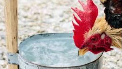 Lợi ích khi cho gà chọi uống nước vào ban đêm