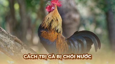 Cách chăm sóc gà bị chói nước từ kinh nghiệm của sư kê