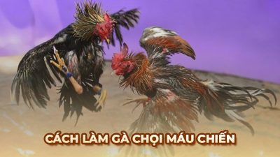 Bí quyết giúp gà chọi trở nên máu chiến, nâng cao sức chiến đấu