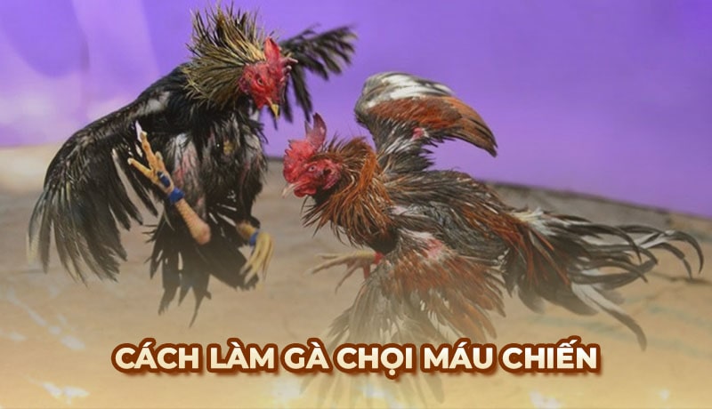 Bí quyết giúp gà chọi trở nên máu chiến, nâng cao sức chiến đấu