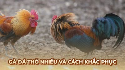 Khám phá lý do gà đá thở nhiều và cách phục hồi hiệu quả