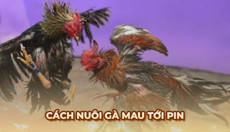 Cách nuôi gà nhanh tới pin: Bí quyết cho chiến kê hoàn hảo