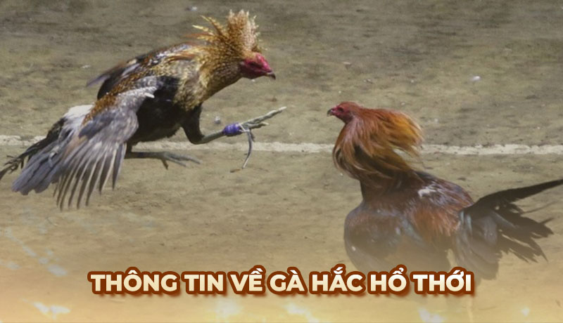 Vẻ đẹp của gà hắc hổ thới và khả năng chiến đấu nổi bật