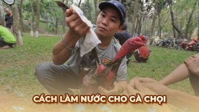 Cách làm nước cho gà chọi chuẩn xác từ sư kê Ga6789