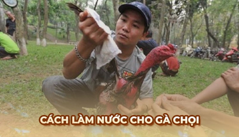 Cách làm nước cho gà chọi chuẩn xác từ sư kê Ga6789