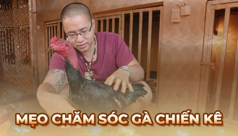 Mẹo chăm sóc gà đá giúp chiến kê luôn mạnh mẽ cho người mới