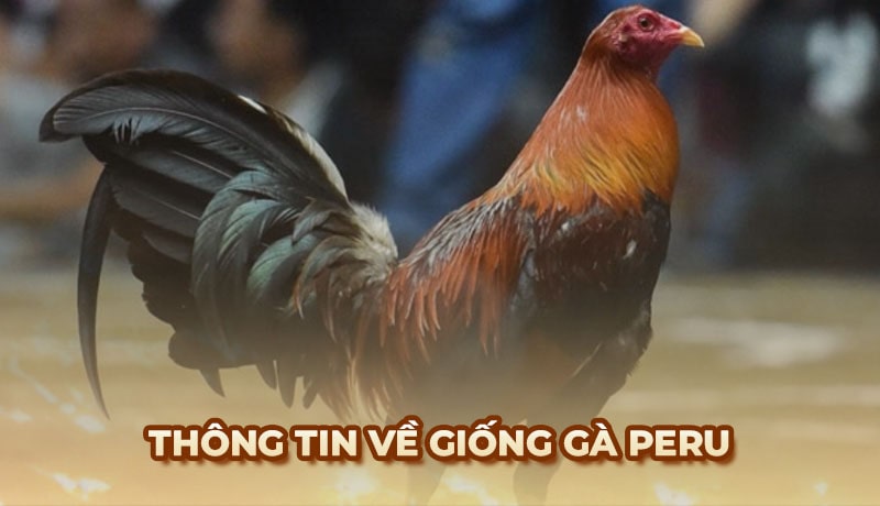Gà Peru – Chiến kê danh tiếng trên khắp các đấu trường