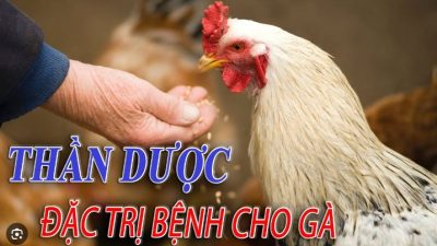 Những bài thuốc dân gian chữa bệnh cho gà hữu hiệu người chăn nuôi nên biết