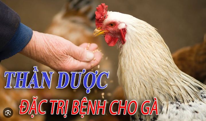 Những bài thuốc dân gian chữa bệnh cho gà hữu hiệu người chăn nuôi nên biết