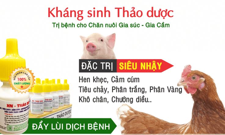 Giải pháp thay thế kháng sinh: Thảo dược trị tiêu chảy cho gà