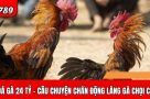 Trận đá gà 24 tỷ – Câu chuyện gây chấn động làng gà chọi châu Á