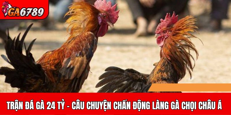 Trận đá gà 24 tỷ – Câu chuyện gây chấn động làng gà chọi châu Á