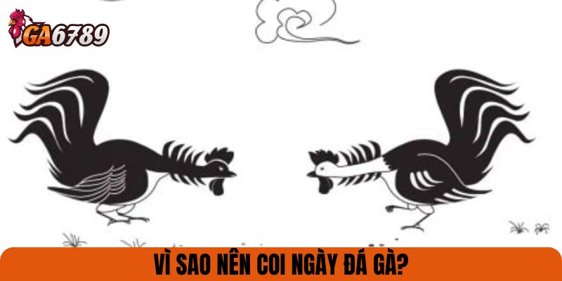 Vì sao nên coi ngày đá gà?
